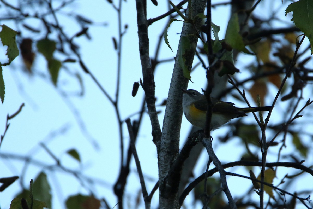 American Redstart - ML646917468