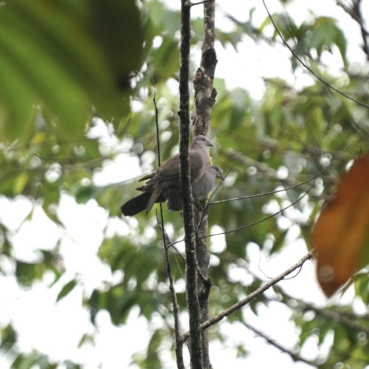 Küçük Kurşuni Güvercin - ML646917469