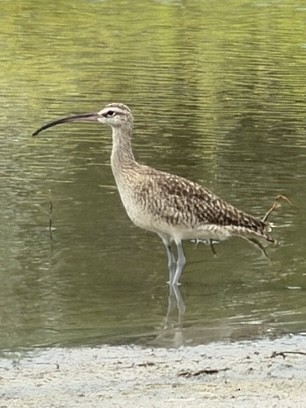 Hudsonian Whimbrel - ML646917476