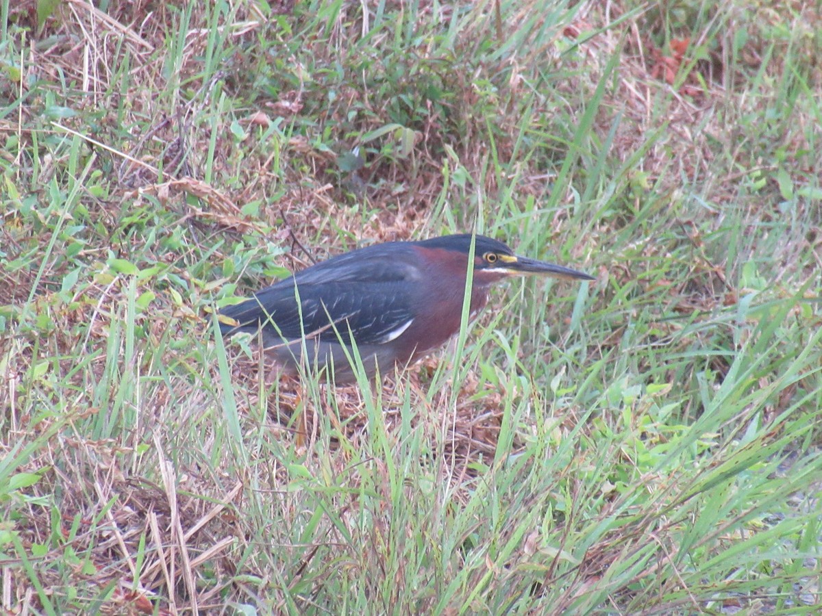 Green Heron - ML646917480