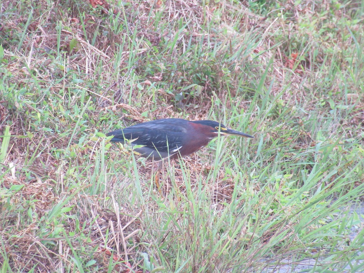 Green Heron - ML646917481