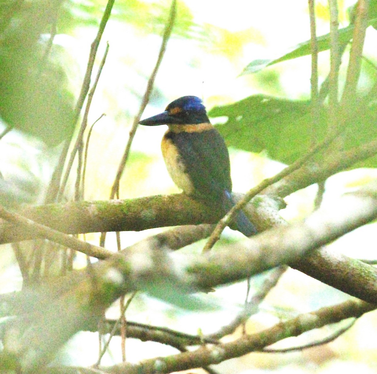 halsbåndisfugl - ML646917487