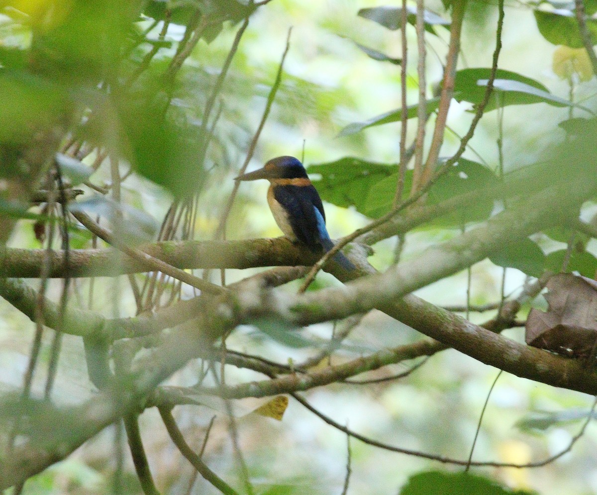 halsbåndisfugl - ML646917488