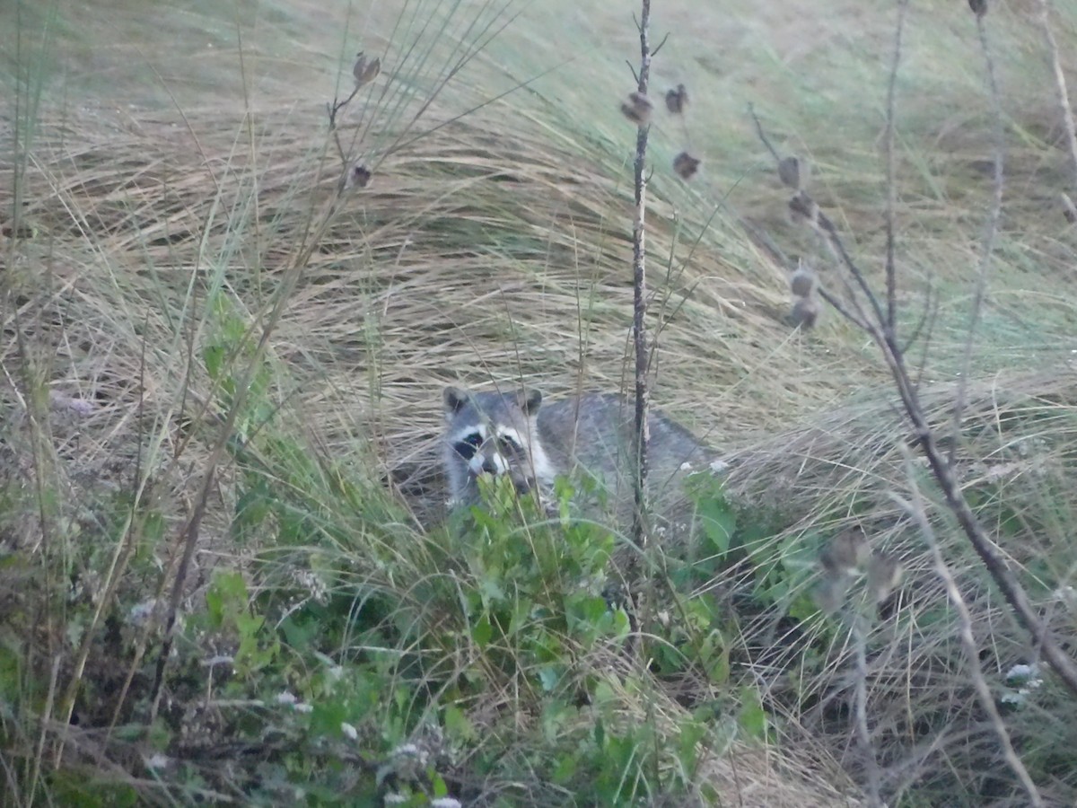 Animals - ML646917496