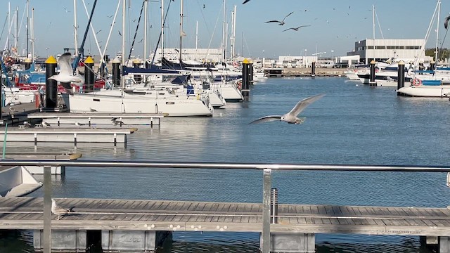Iceland Gull - ML646917506