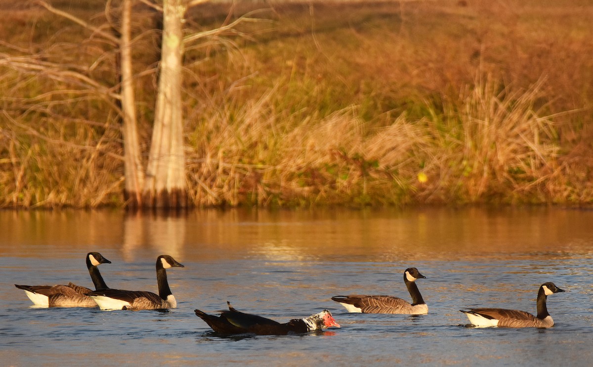Muscovy Duck (Domestic type) - ML646917507