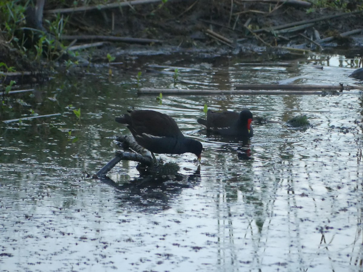 Gallinule d'Amérique - ML646917513