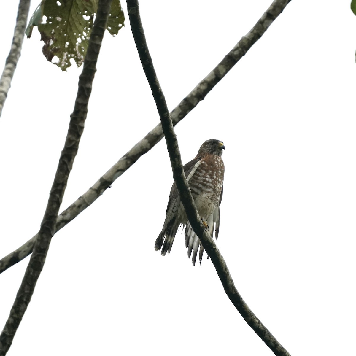 Broad-winged Hawk - ML646917518