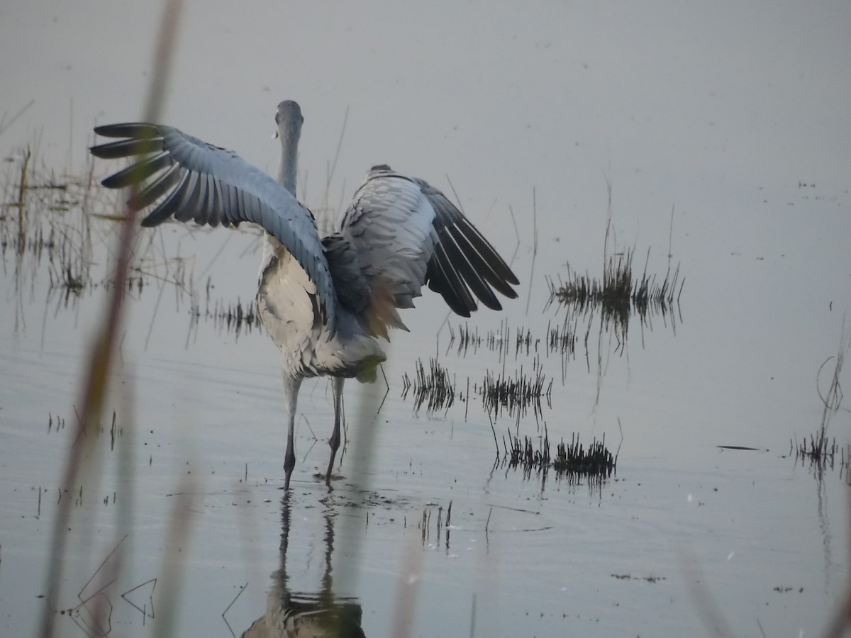 kanadatrane - ML646917524