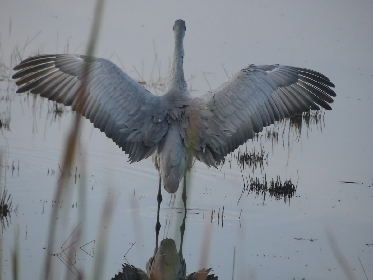 kanadatrane - ML646917525