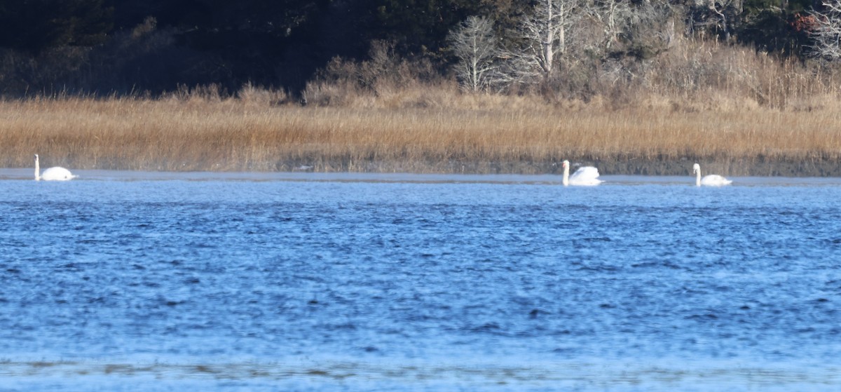 Cisne Vulgar - ML646917526