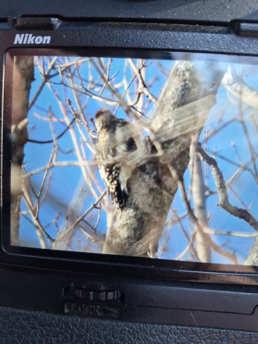 Yellow-bellied Sapsucker - ML646917528