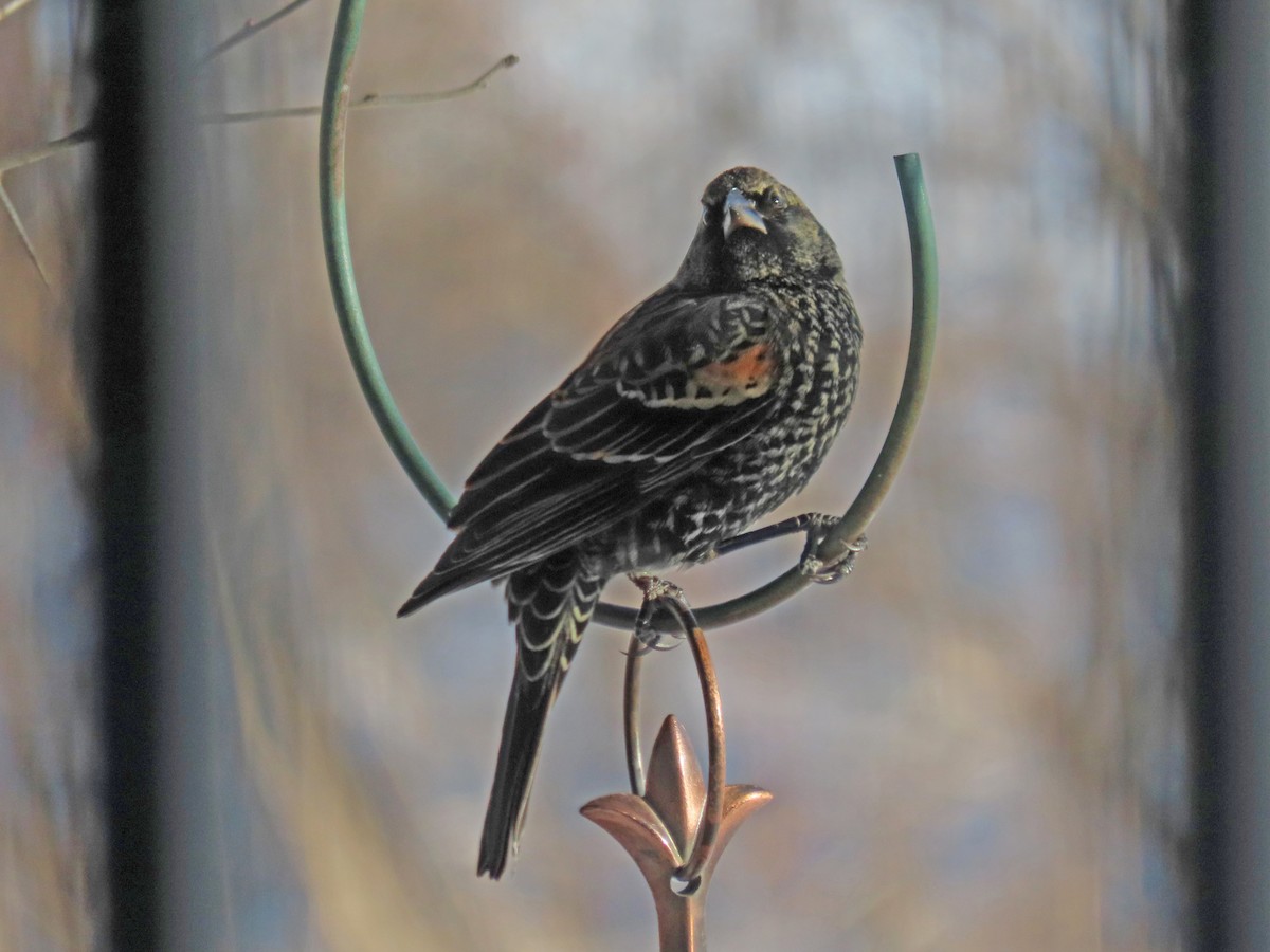 Sargento Alirrojo - ML646917530