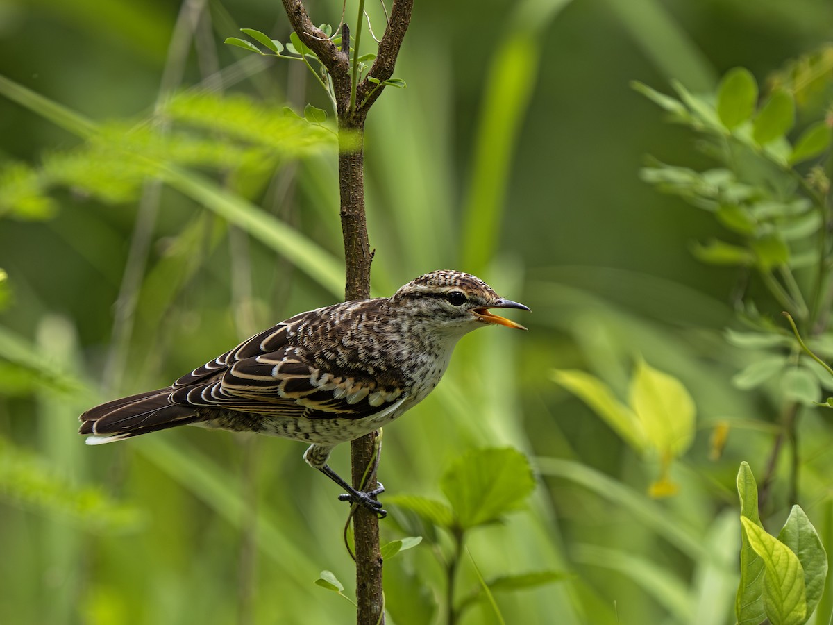 polynesiatrillefugl - ML646917531