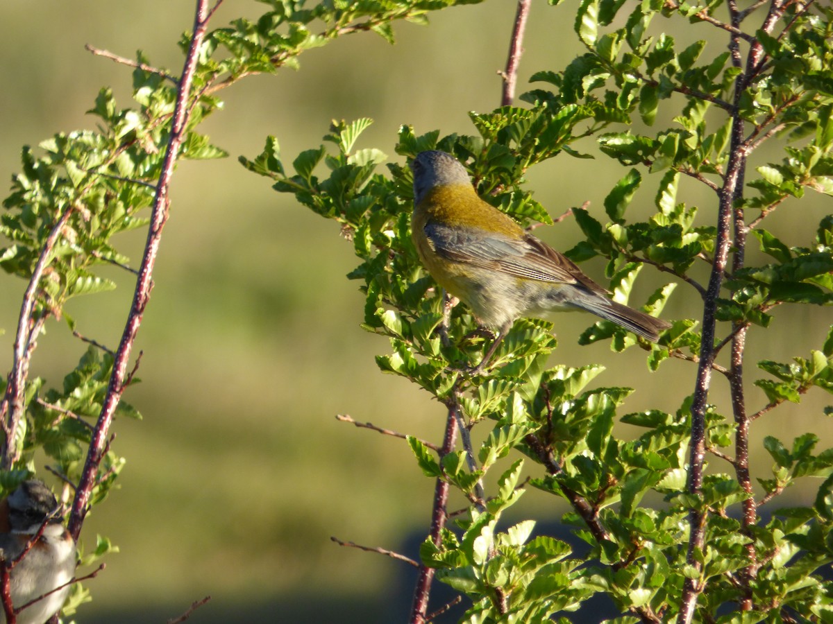 Gray-hooded Sierra Finch - ML646917532