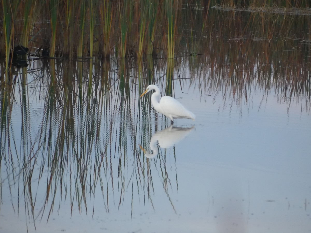 egretthegre - ML646917535