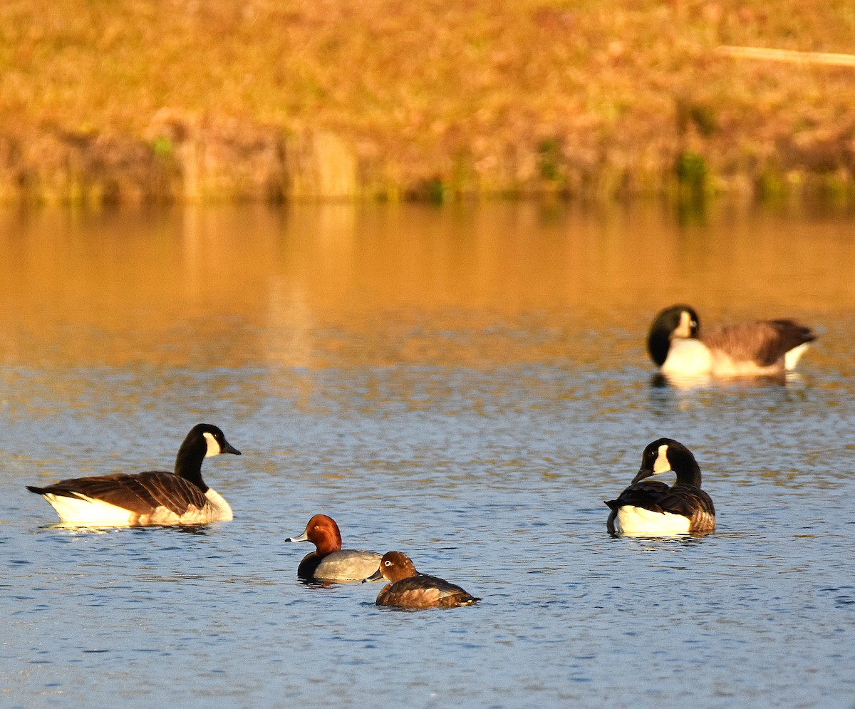 Redhead - ML646917541