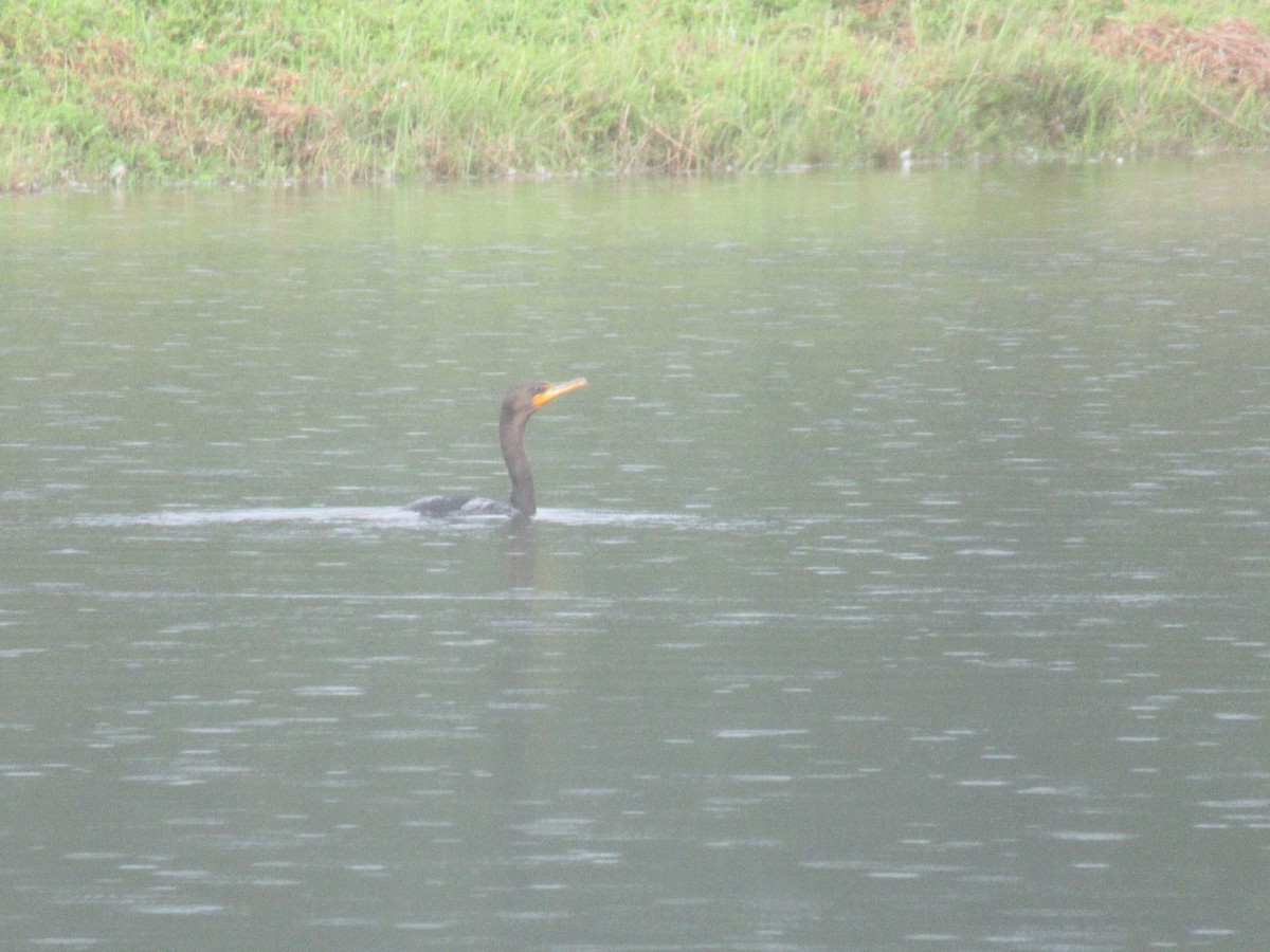Double-crested Cormorant - ML646917542