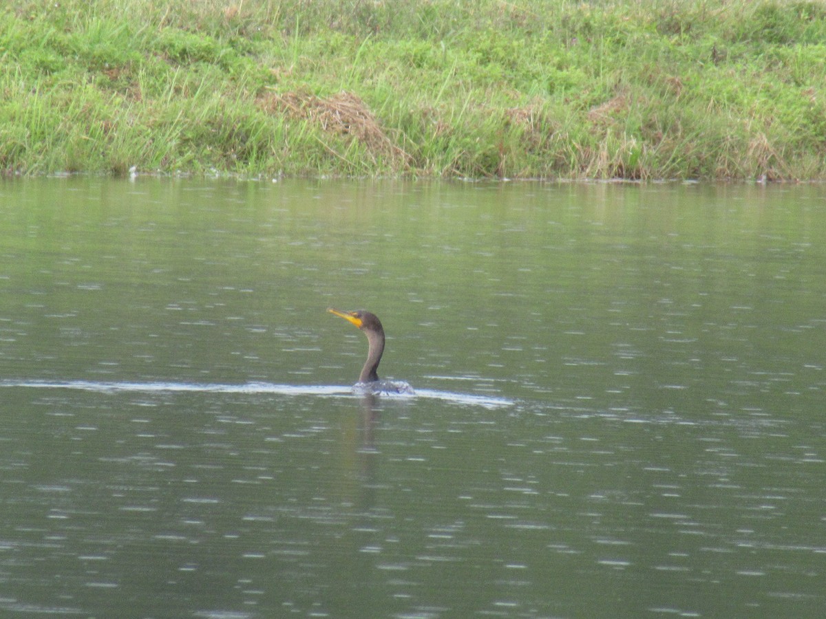 Double-crested Cormorant - ML646917543