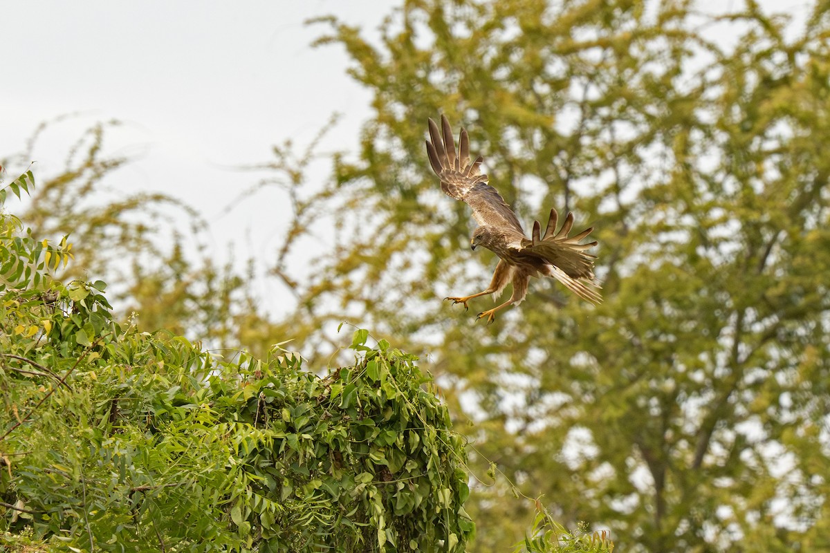 moták tichomořský - ML646917545