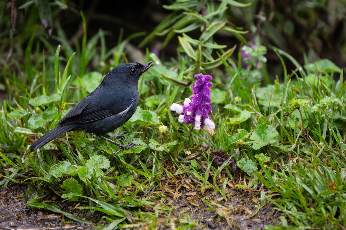 Белобокий цветокол - ML646917546