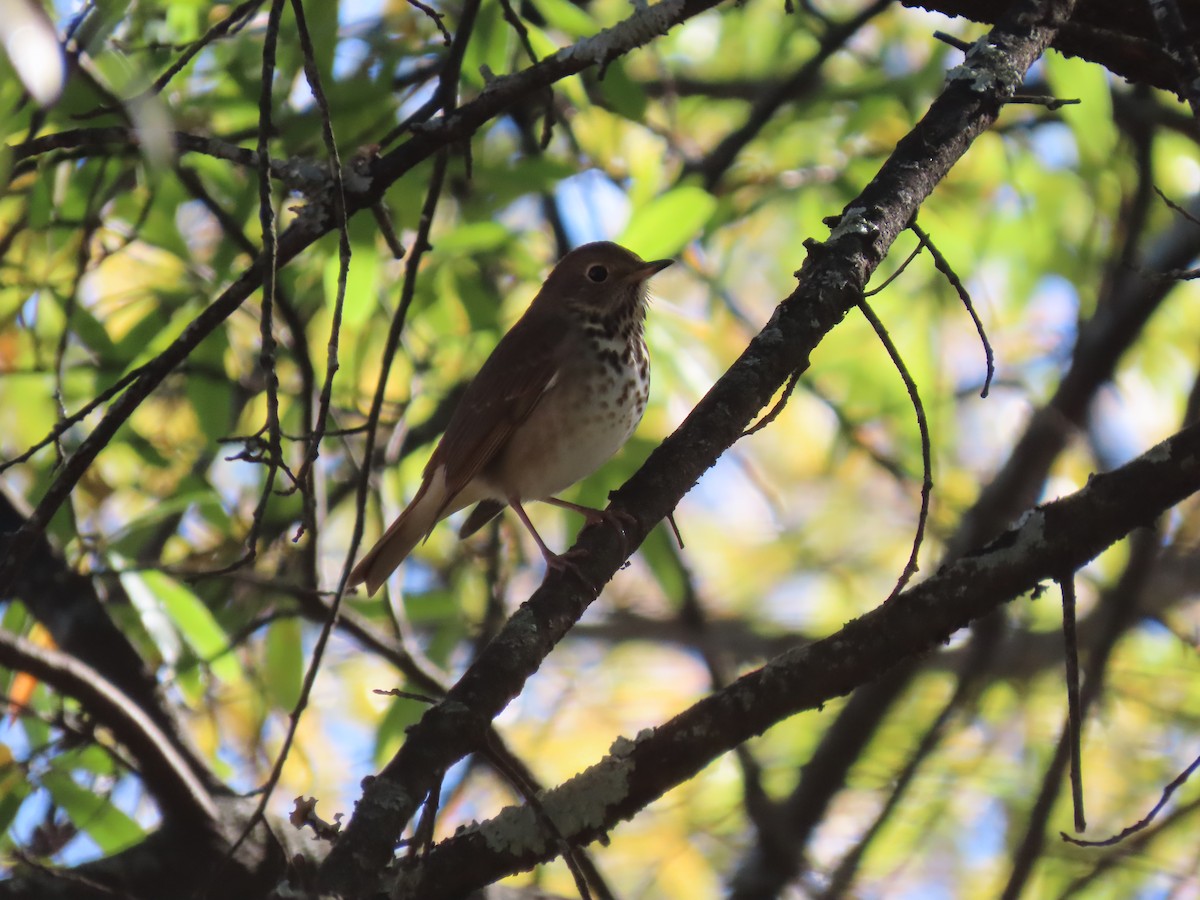 Hermit Thrush - ML646917558