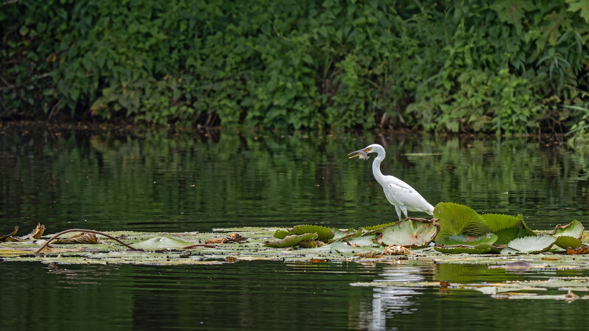 sothegre - ML646917559