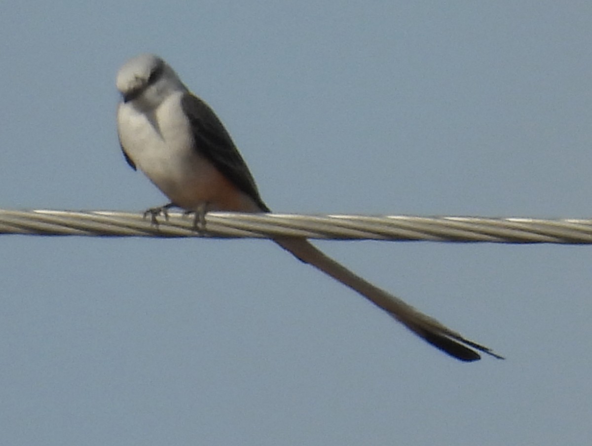 Scissor-tailed Flycatcher - ML646917568
