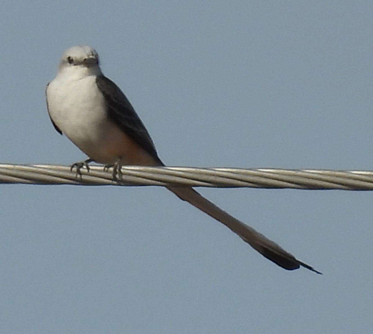 Scissor-tailed Flycatcher - ML646917570