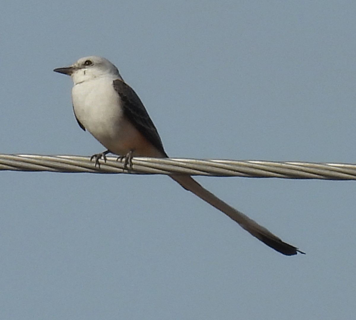 Scissor-tailed Flycatcher - ML646917571