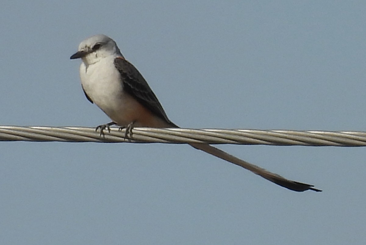 Scissor-tailed Flycatcher - ML646917572