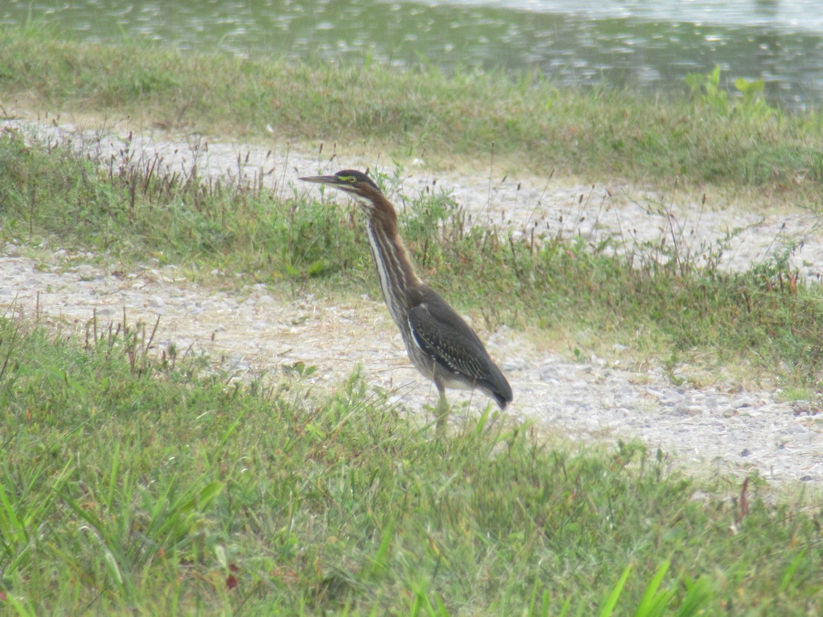 Green Heron - ML646917573
