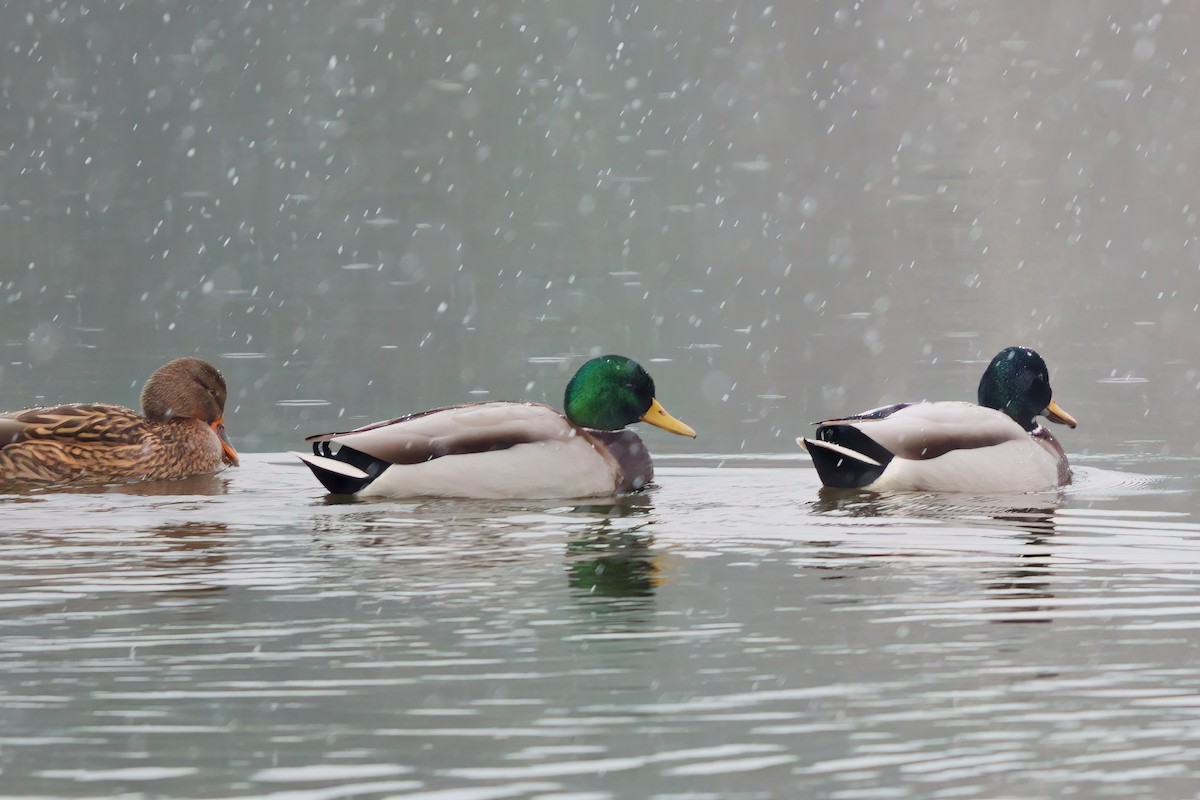 Mallard - ML646917578