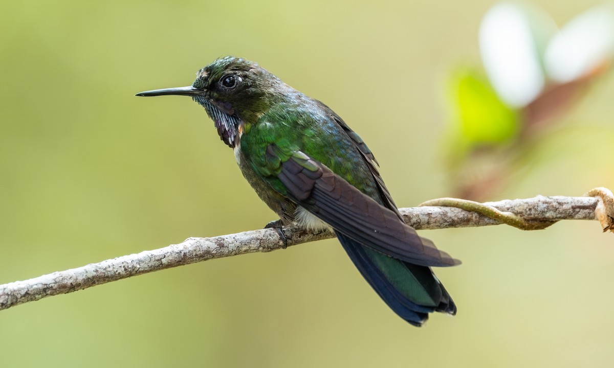 Amethyst-throated Sunangel - ML646917579