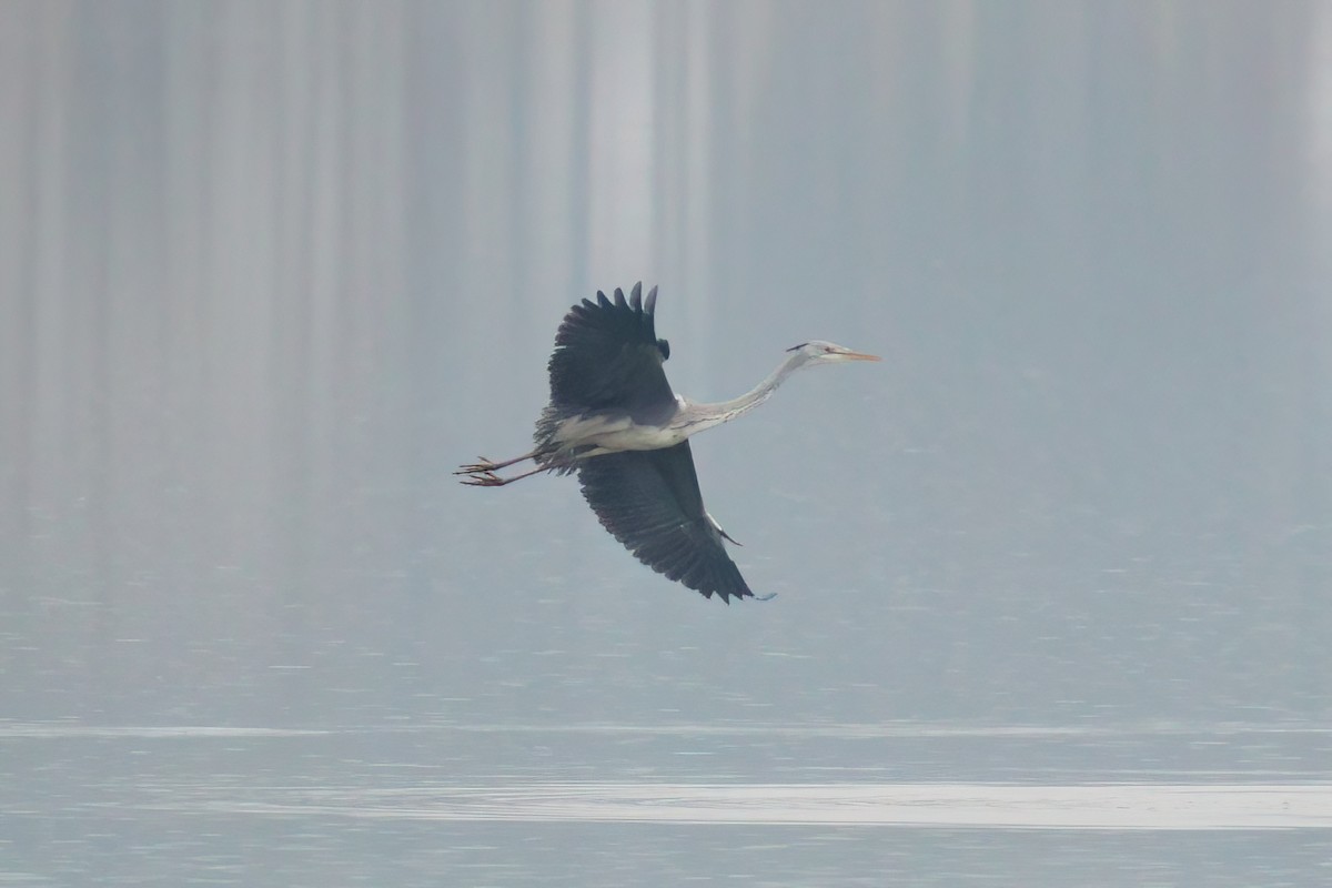 Gray Heron - ML646917590