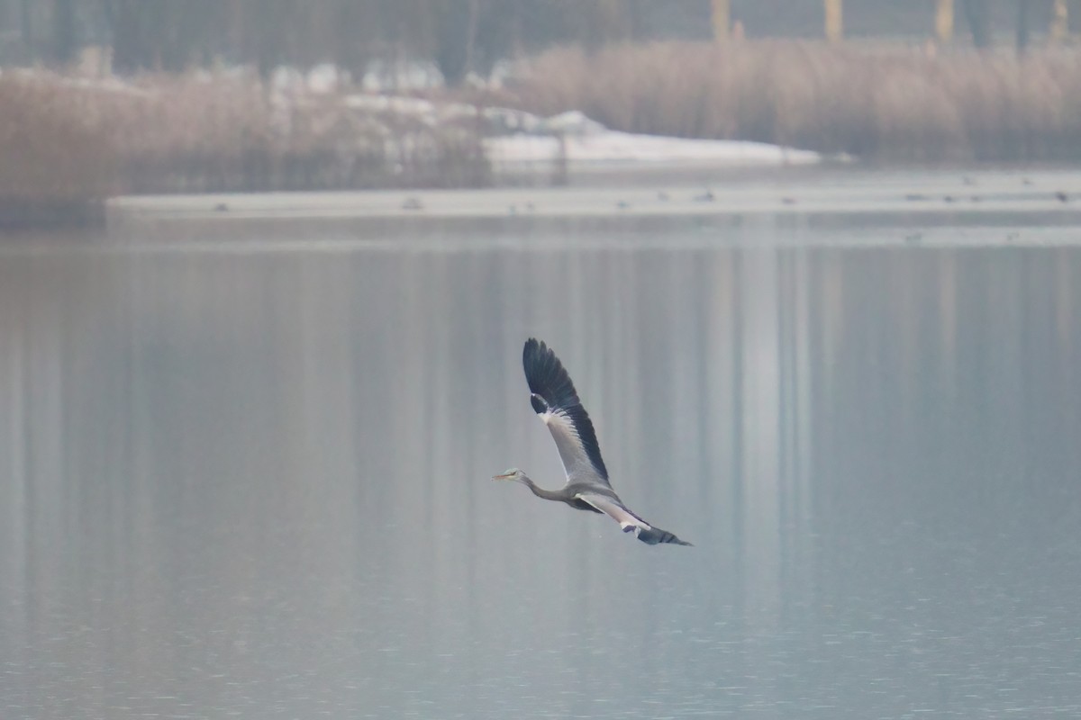 Gray Heron - ML646917591