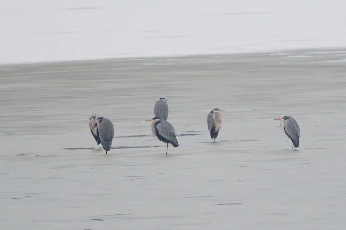 Gray Heron - ML646917592