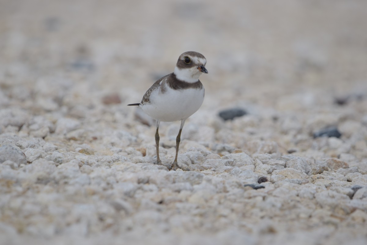 Chorlitejo Semipalmeado - ML646917603