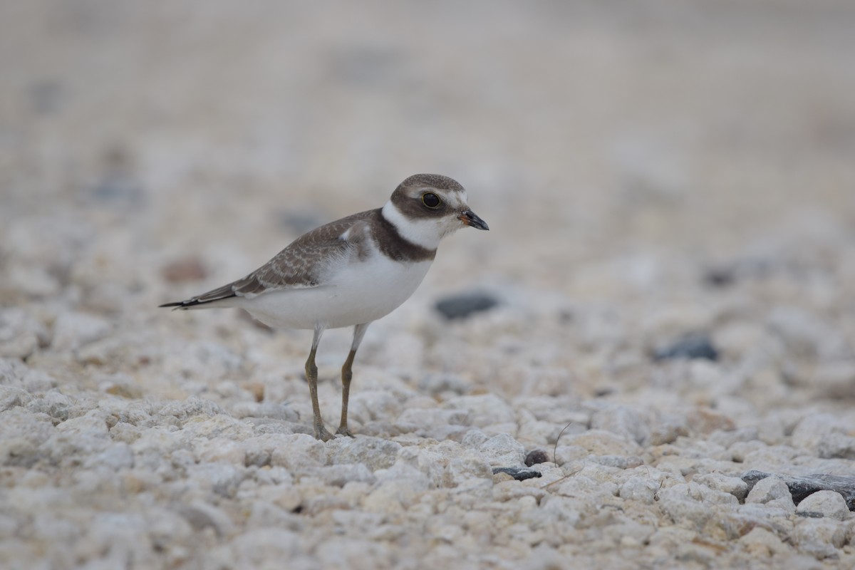 Chorlitejo Semipalmeado - ML646917622