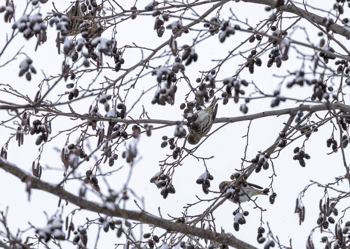 Pine Siskin - ML646917625