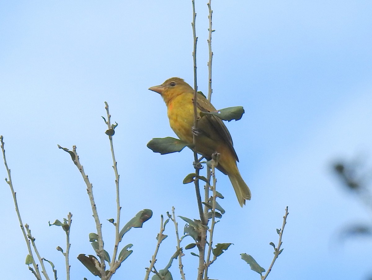 Summer Tanager - ML646917627