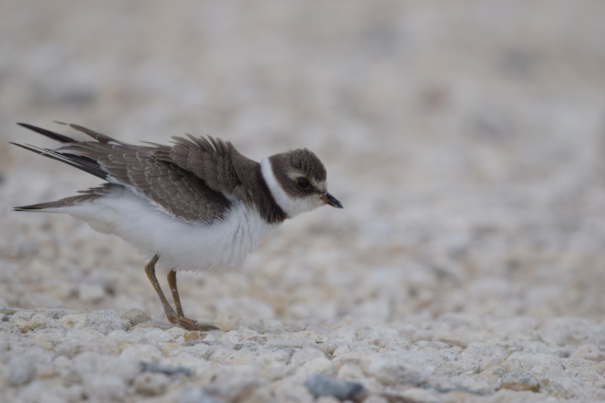 Chorlitejo Semipalmeado - ML646917647