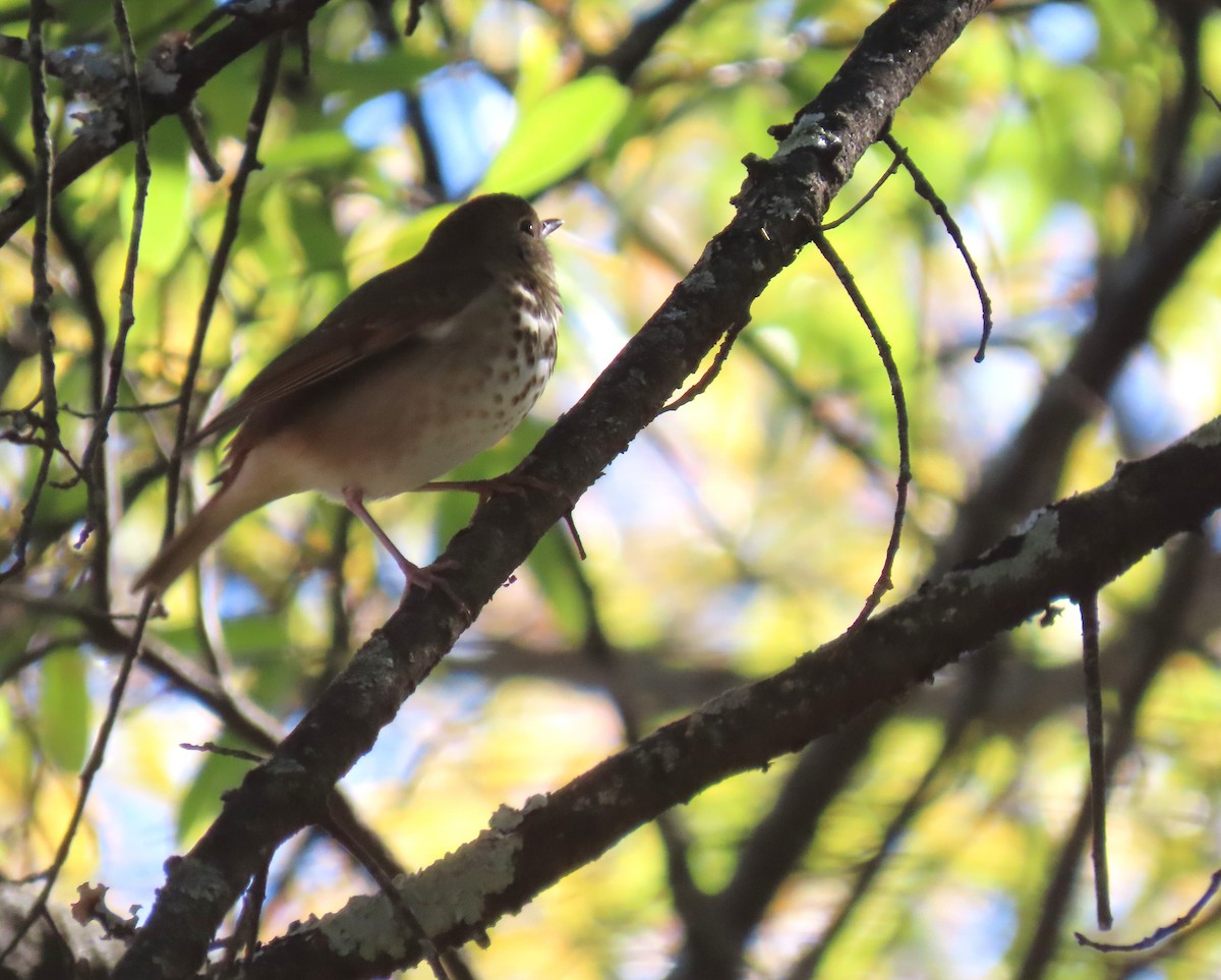 Hermit Thrush - ML646917651