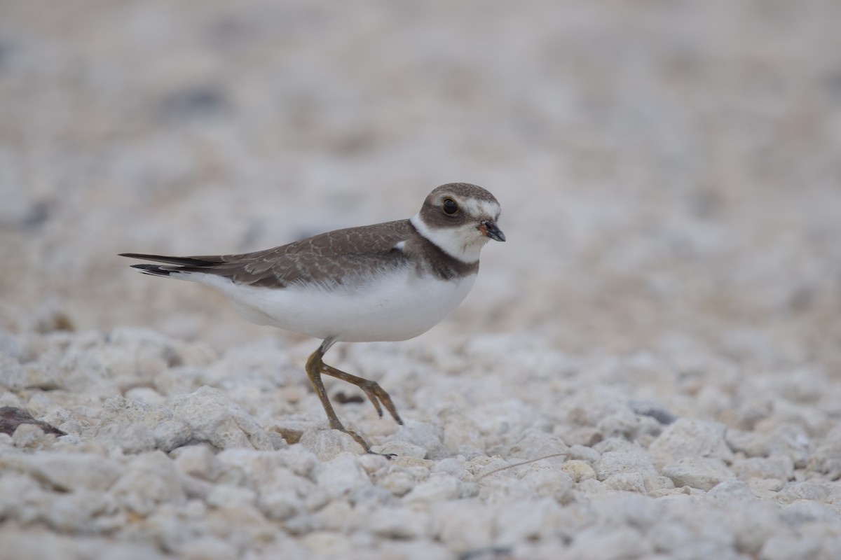 Chorlitejo Semipalmeado - ML646917653