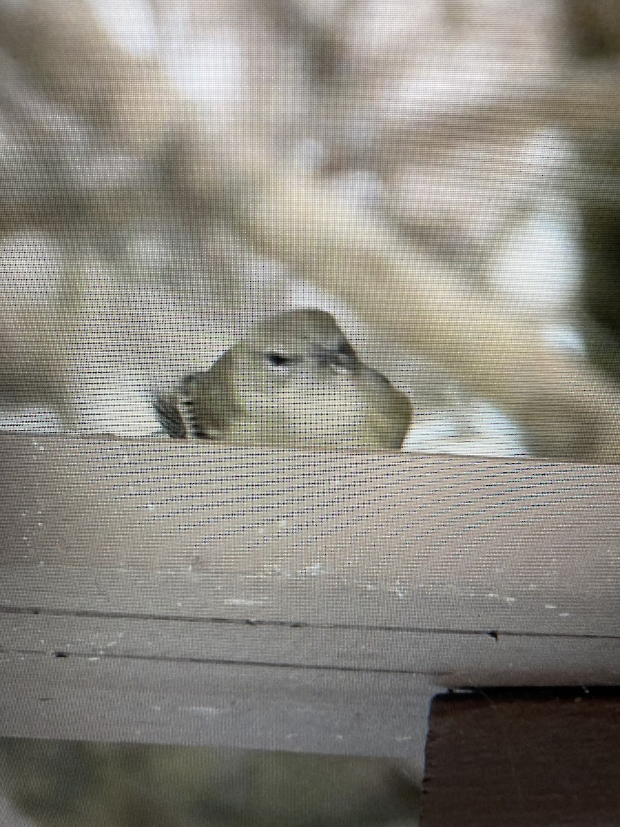 Çam Ötleğeni - ML646917657