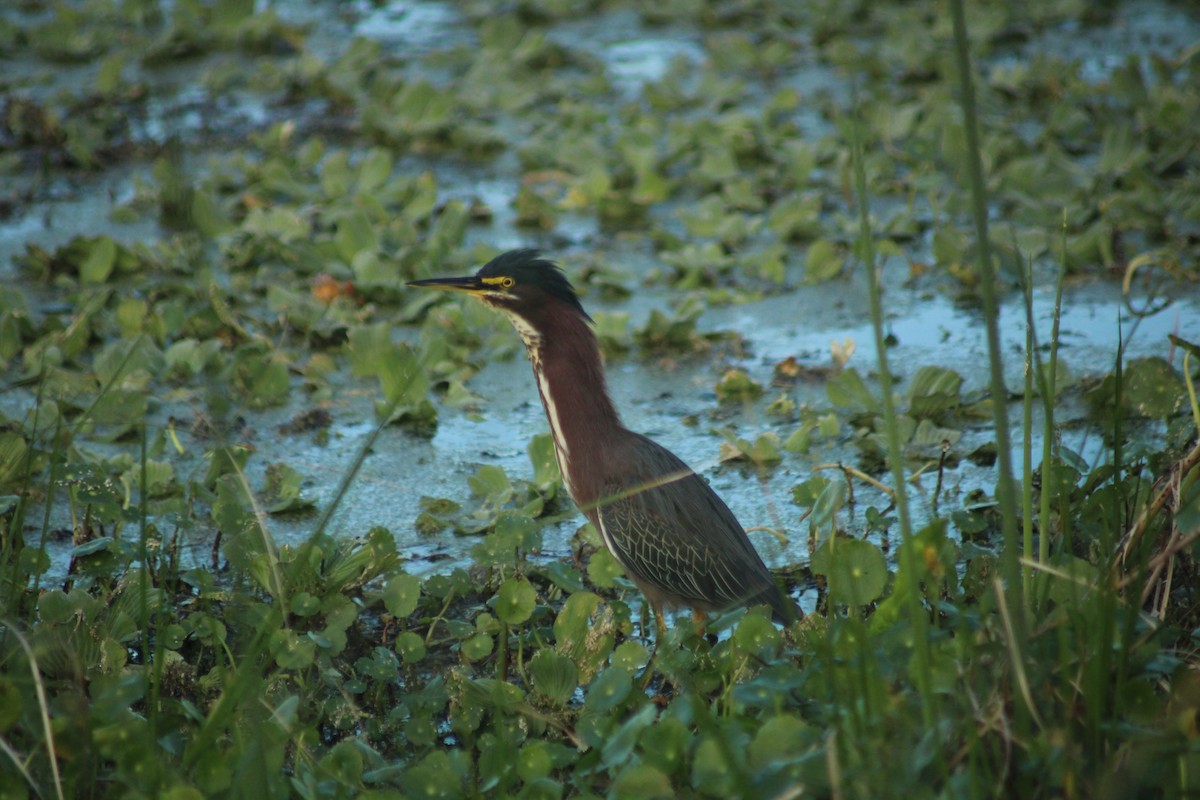 Green Heron - ML646917658