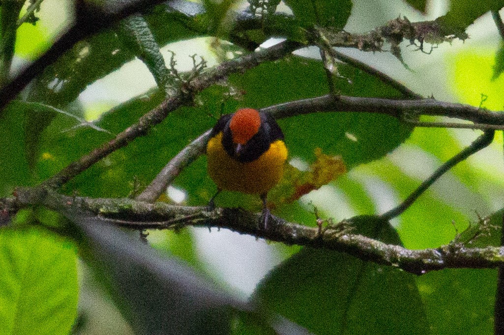 Tawny-capped Euphonia - ML646917664