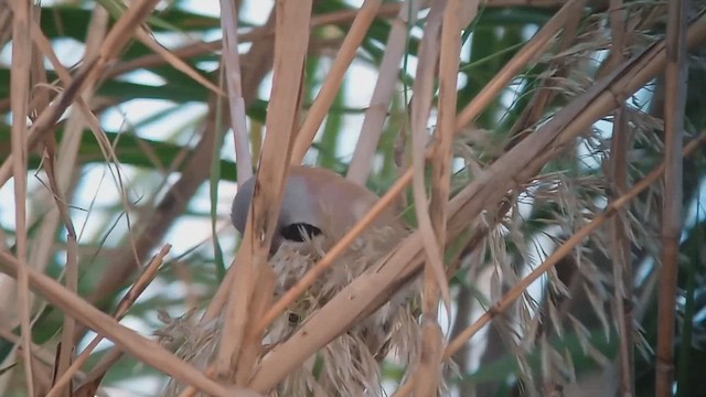 Bearded Reedling - ML646917667