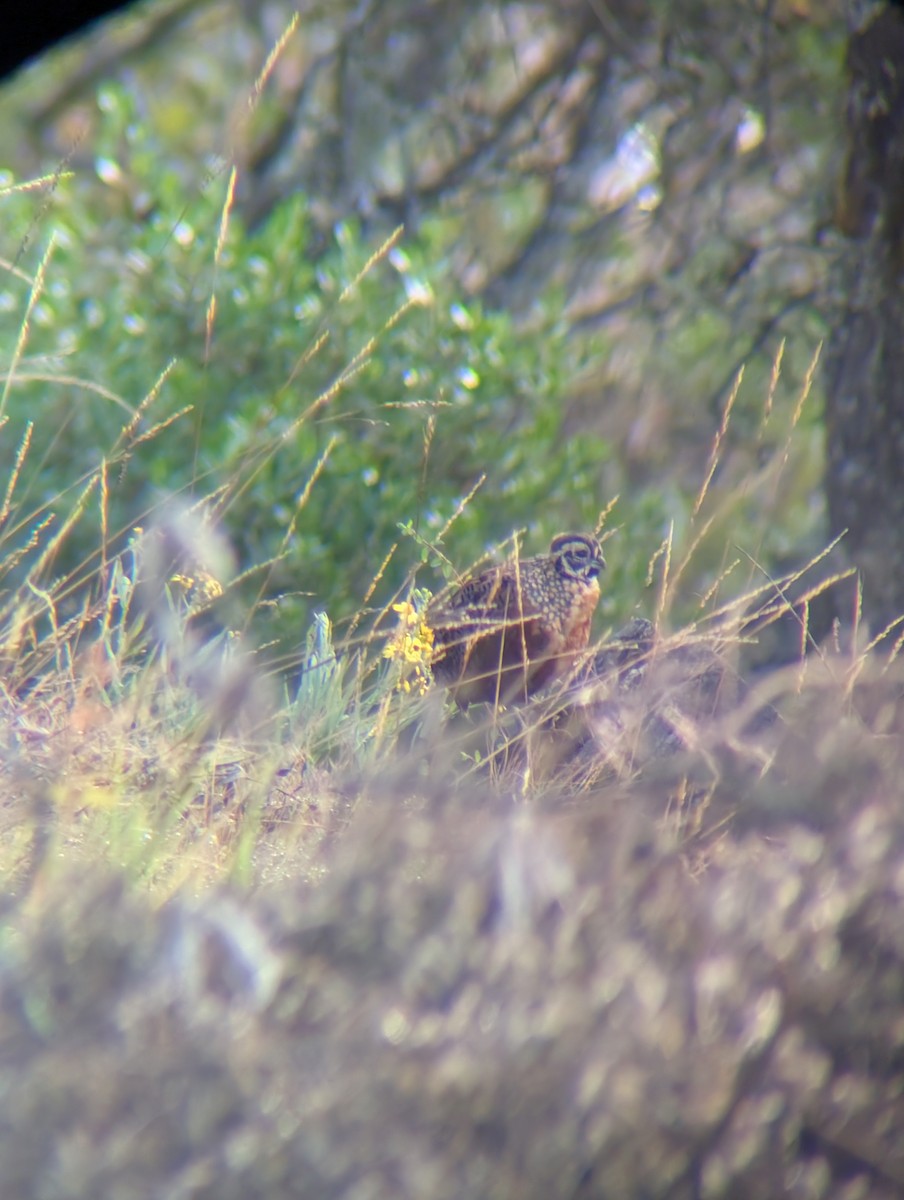 Ocellated Quail - ML646917669