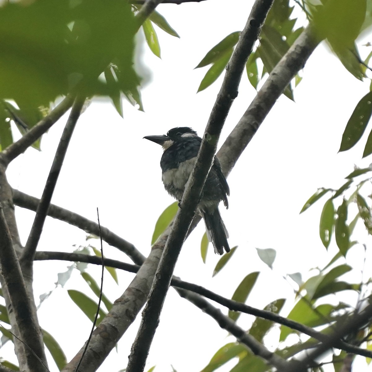 Black-breasted Puffbird - ML646917670